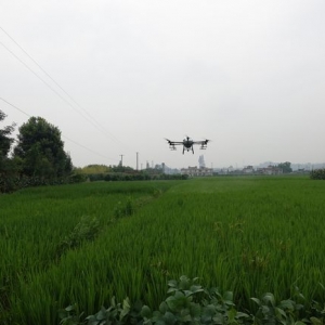 省事省力還免費！無人機助力稻田施藥，樂山村民直呼“巴適”！ ...