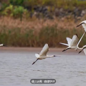 讓鳥兒自由飛翔！無人機拍鳥，這樣的打卡方式應禁止